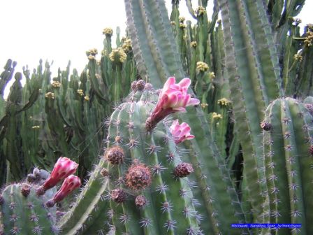 Fiori di cactus - Cactus flowers